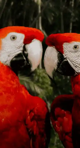 Two scarlet macaws photographed in close-up with a dense and dark Amazon rainforest behind