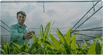 Researcher in blue shirt closely examining green plant leaves inside an agricultural greenhouse