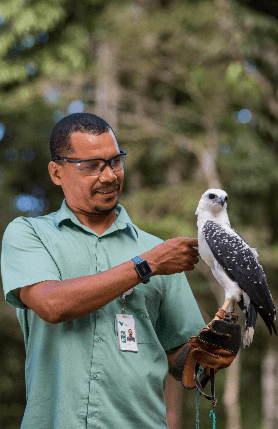 Vale employee has a hawk on one hand and caresses it with the other.