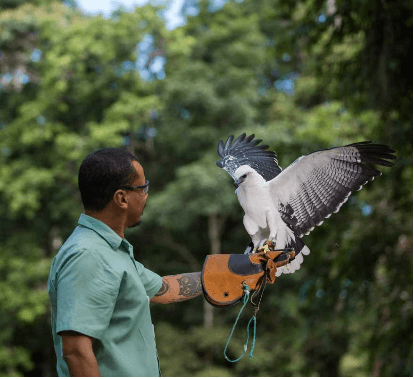 In an outdoor area, with trees in the background, Vale employee wearing a kind of protective gloves stretches his arm, while a hawk lands.