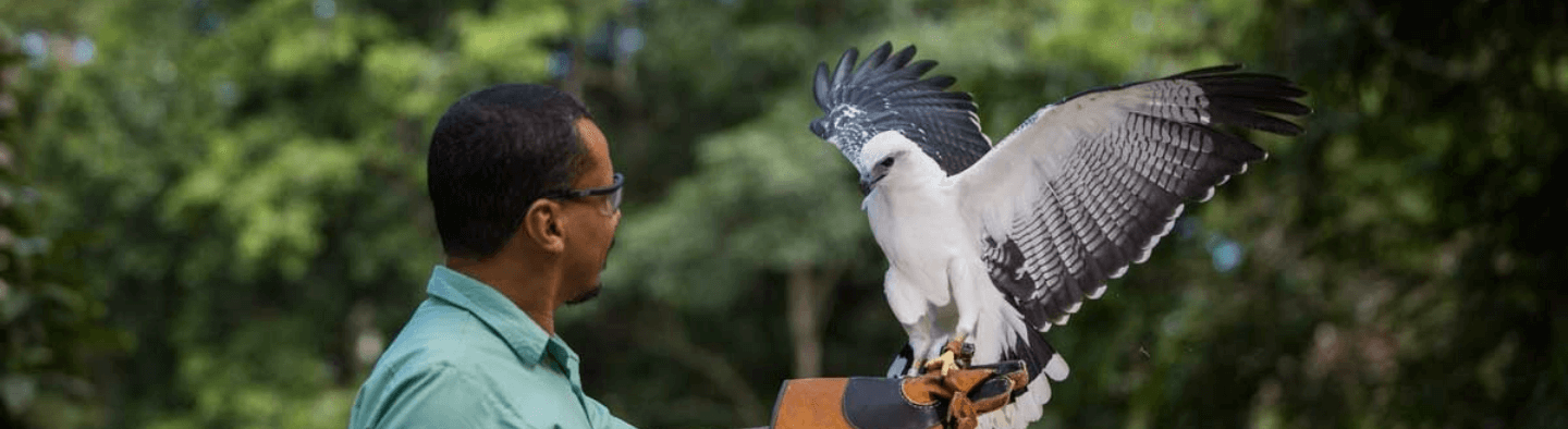 In an outdoor area, with trees in the background, Vale employee wearing a kind of protective gloves stretches his arm, while a hawk lands.