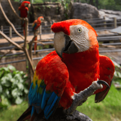 Image of a macaw