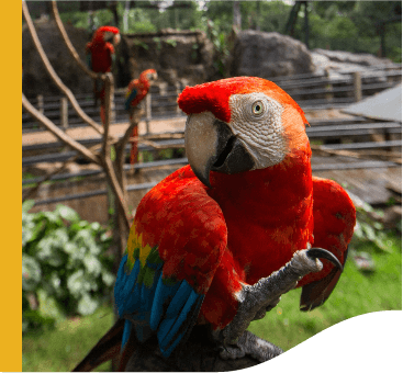 In the foreground, there is a red, blue, green and yellow feathered macaw. In the background, there is a large outdoor space, where it is possible to see two more macaws on top of tree branches.
