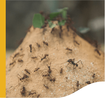 Several ants climb a pile of sand. Those at the top carry leaves.