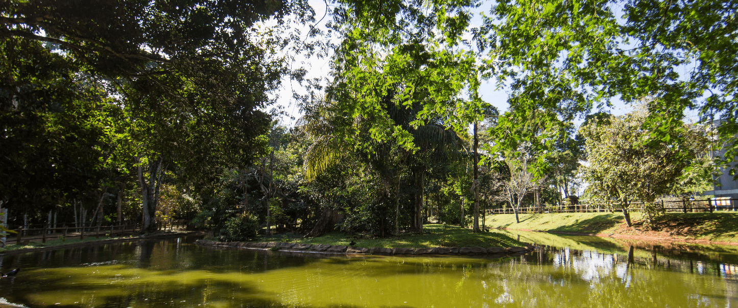 Imagem de um lago com diversas árvores ao redor. Ao fundo da imagem, é possível ver uma cerca de madeira. background of the image, it is possible to see a wooden fence.