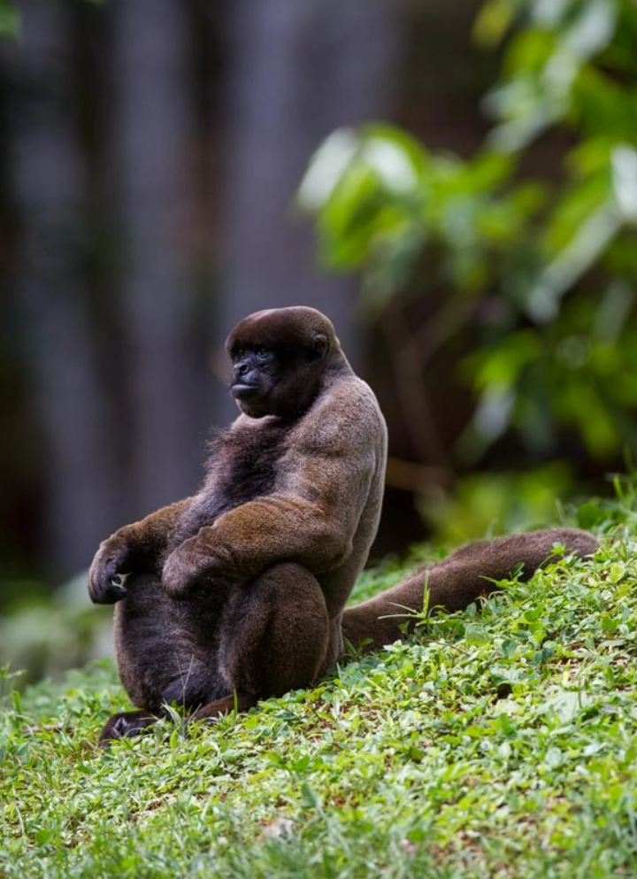 Um macaco está sentado na grama, com os braços apoiados no joelho.