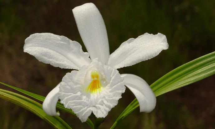 Orquídea branca com o centro amarelo e duas folhas verdes.