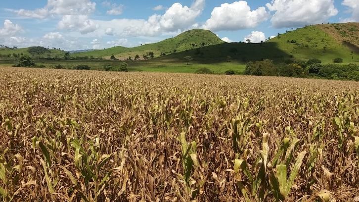 Image of corn production. In the background some mountains.