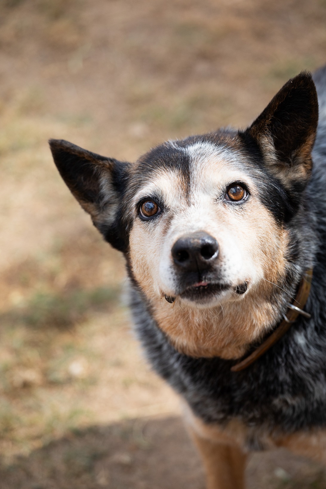 foto do rosto de um cachorro cinza