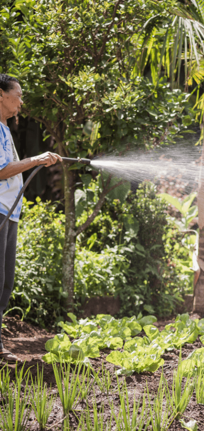 A lady is using a hose to water a vegetable garden. There are several trees around.
