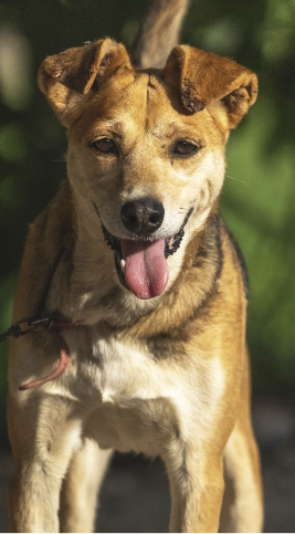 Um cachorro – de grande porte – está com a língua de fora, usa coleira e olha fixamente para foto.