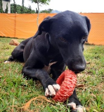 Cachorro de pelagem curta e preta. Está sentado em um espaço gramado e brinca com um objeto vermelho.