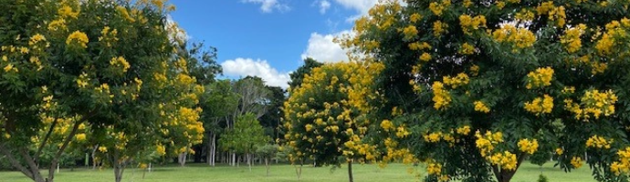 Em um espaço gramado, há diversas árvores carregadas de flores amarelas.