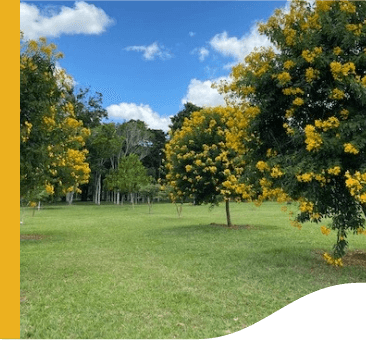 Em um espaço gramado, há diversas árvores carregadas de flores amarelas.