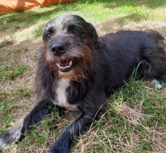 Cachorra de pelagem em tons de preto e branco. Está sentada em um espaço gramado e mostra os dentes como se estivesse sorrindo.