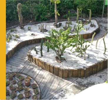 On a concrete ground, there are several beds with cacti. The beds are surrounded by wood and covered with white stones.