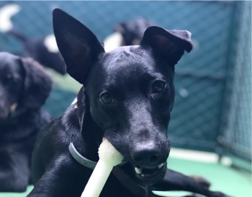 Foto de um cachorro olhando para a câmera com um brinquedo branco na boca. Ele tem porte médio e pelos baixos pretos. Atrás dele, há outros cachorros.