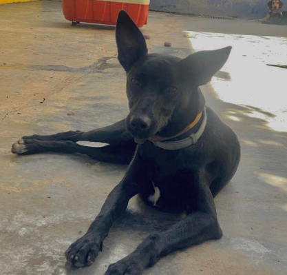 Foto de um cachorro deitado em um pátio. Ele tem porte médio e pelos baixos pretos e usa uma coleira cinza.