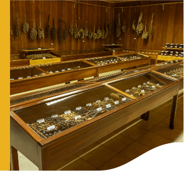 In a room lined with wood, there are several “tables”, covered with glass, displaying different kinds of fruits.