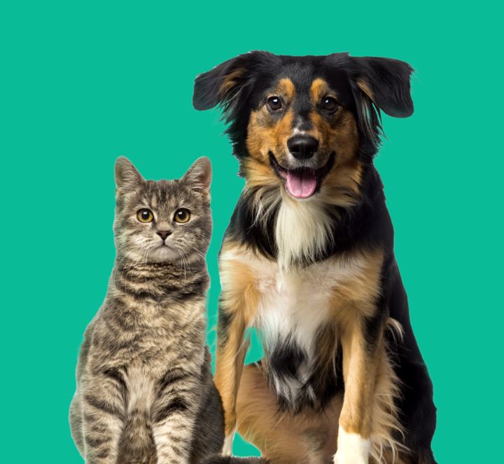 Um gato malhado de olhos amarelos está ao lado de um cachorro de grande porte. O cachorro tem os pelos médios, de manchas brancas, pretas e caramelo.