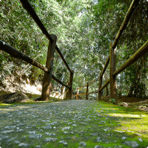 Foto do ângulo do chão para cima de um caminho de cimento com cerca de madeira e a vegetação com árvores em volta.