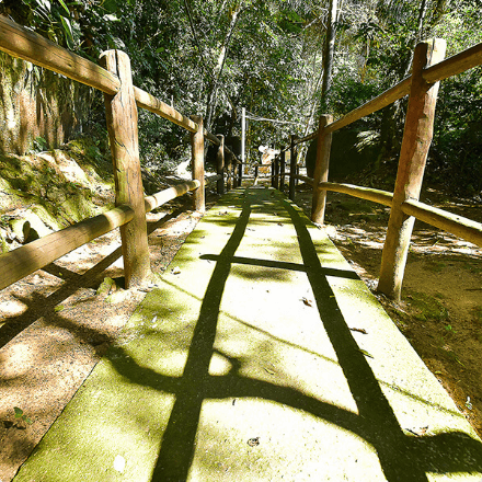Photo of a cement path with wooden fence and vegetation with trees around it.