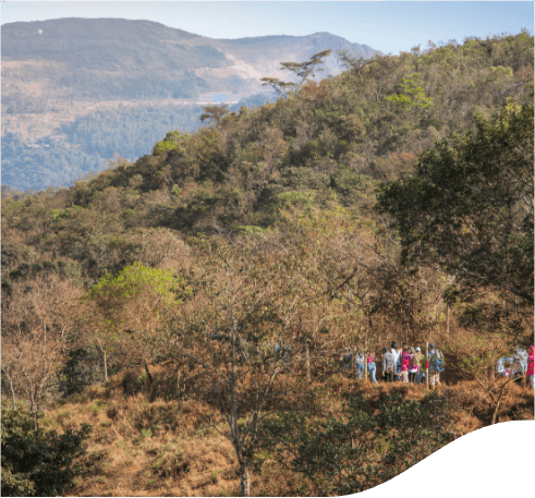 A big space with trees, where some people are hiking in the right corner of the image.