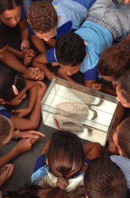 Foto de várias crianças ao redor de um aquário, observando o animal que está ali