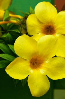 Duas flores amarelas.