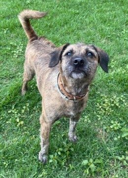 Cachorro com pelagem em tons de cinza e marrom. Está parado em um gramado verde e usa uma coleira marrom