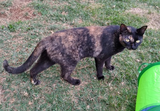 gato preto com detalhes em marrom. Está andando em um gramado