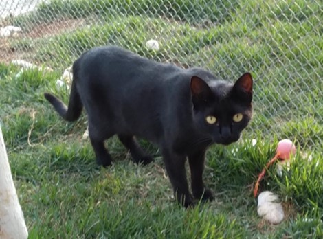 Gato preto andando em um gramado