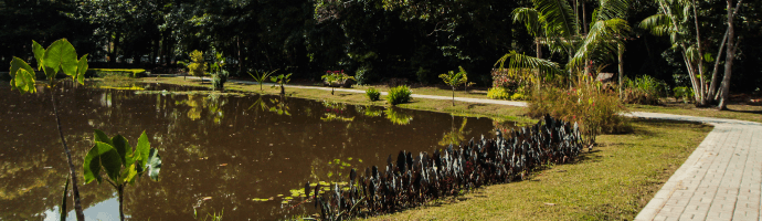 Um lago com águas escuras está cercado por árvores de grande porte.