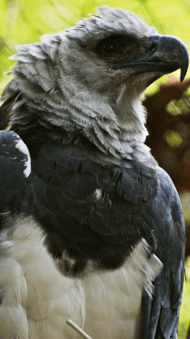 Image of a harpy eagle, a bird with a black and white breast and a grayish head.