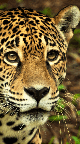 Image of a jaguar's face.