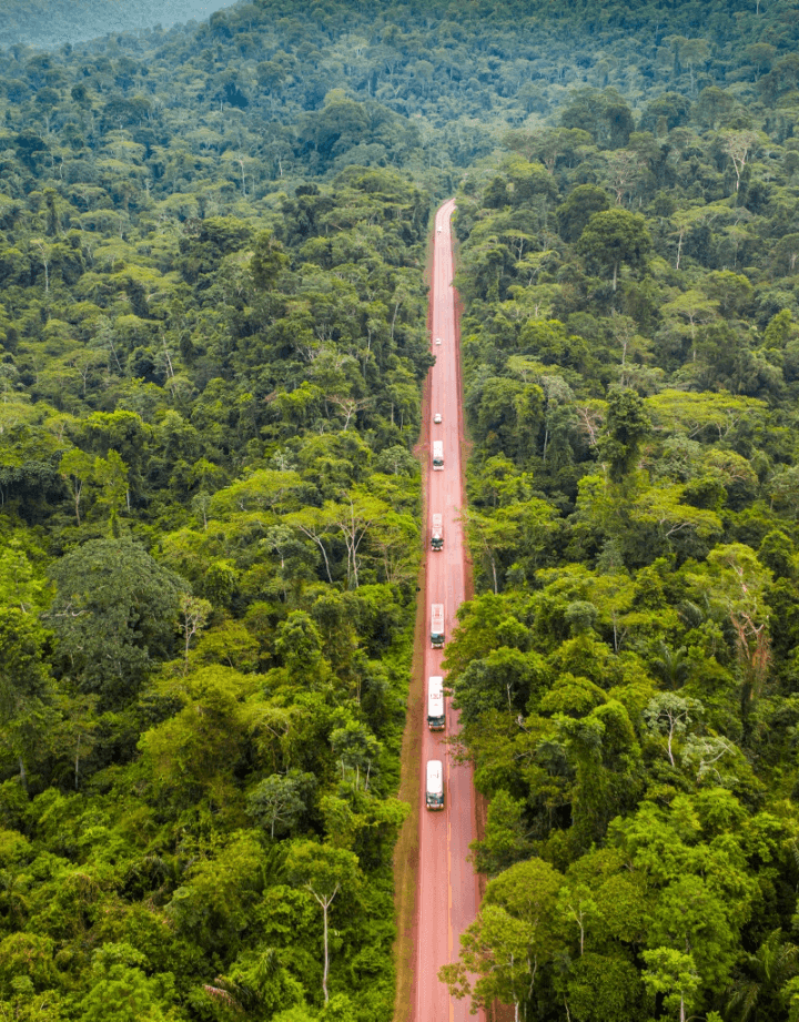Image of a dense forest with large trees. In the middle, there is a dirt road with some vehicles circulating.