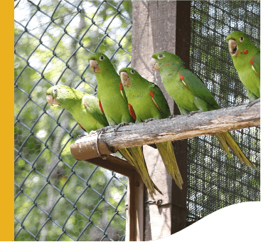 On a tree branch, there are five parrots. Behind them, it is possible to see a grid.