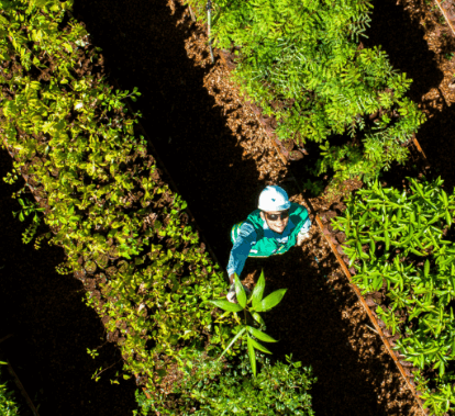 Aerial image of a Vale employee, wearing a helmet, uniform and sunglasses, in the middle of a plantation. Looking up, he holds up a plant.