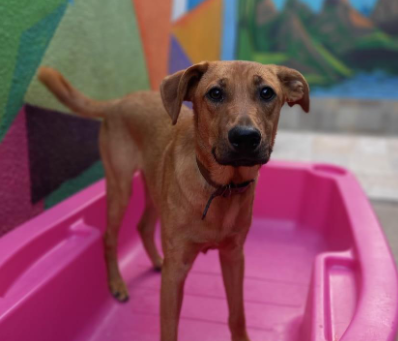 Cachorro de pelo caramelo dentro de uma banheira dosa de plástico.