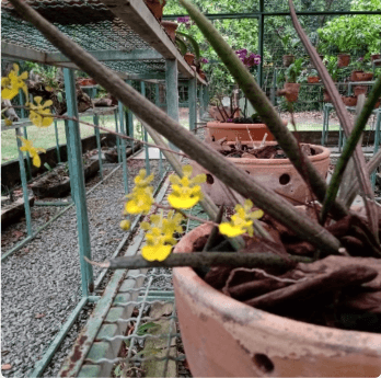 Foto de um orquidário. Em primeiro plano há um vaso de barro com pequenas orquídeas amarelas.