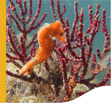 Photo of a seahorse in the sea close to a coral
