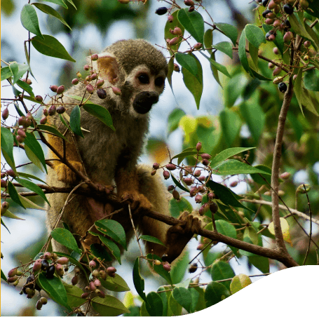 Macaco de pequeno porte está pendurado em um galho fino de árvore. Na árvore há algumas sementes.