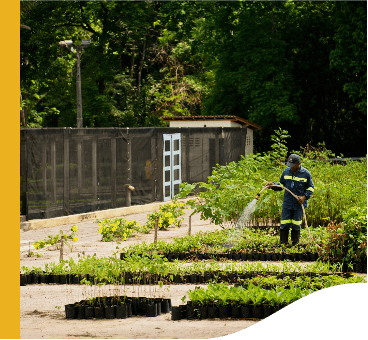 Um homem usa uma mangueira para regar diversas plantas que estão dispostas em canteiro.
