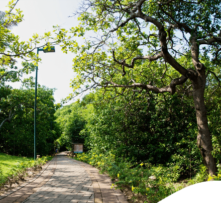 Espaço arborizado com uma pista para pedestres.