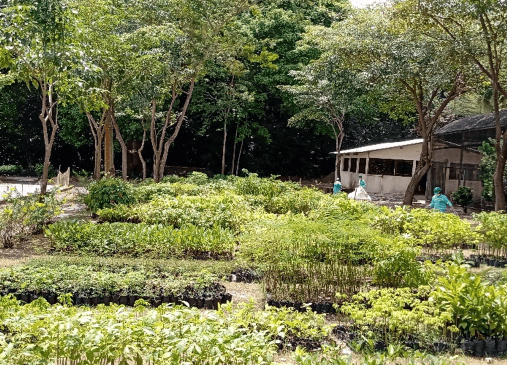 Garden full of small plants. In the background, it is possible to see a concrete structure with doors and windows.