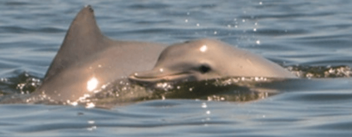 Foto de dois golfinhos no mar