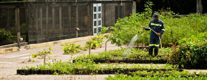 Um homem usa uma mangueira para regar diversas plantas que estão dispostas em canteiro.