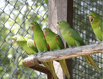 On a tree branch, there are five parrots. Behind them, it is possible to see a grid.